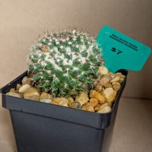 Silver Arrows Cactus Live Rare Desert Specimen Plant Rick's Pricks