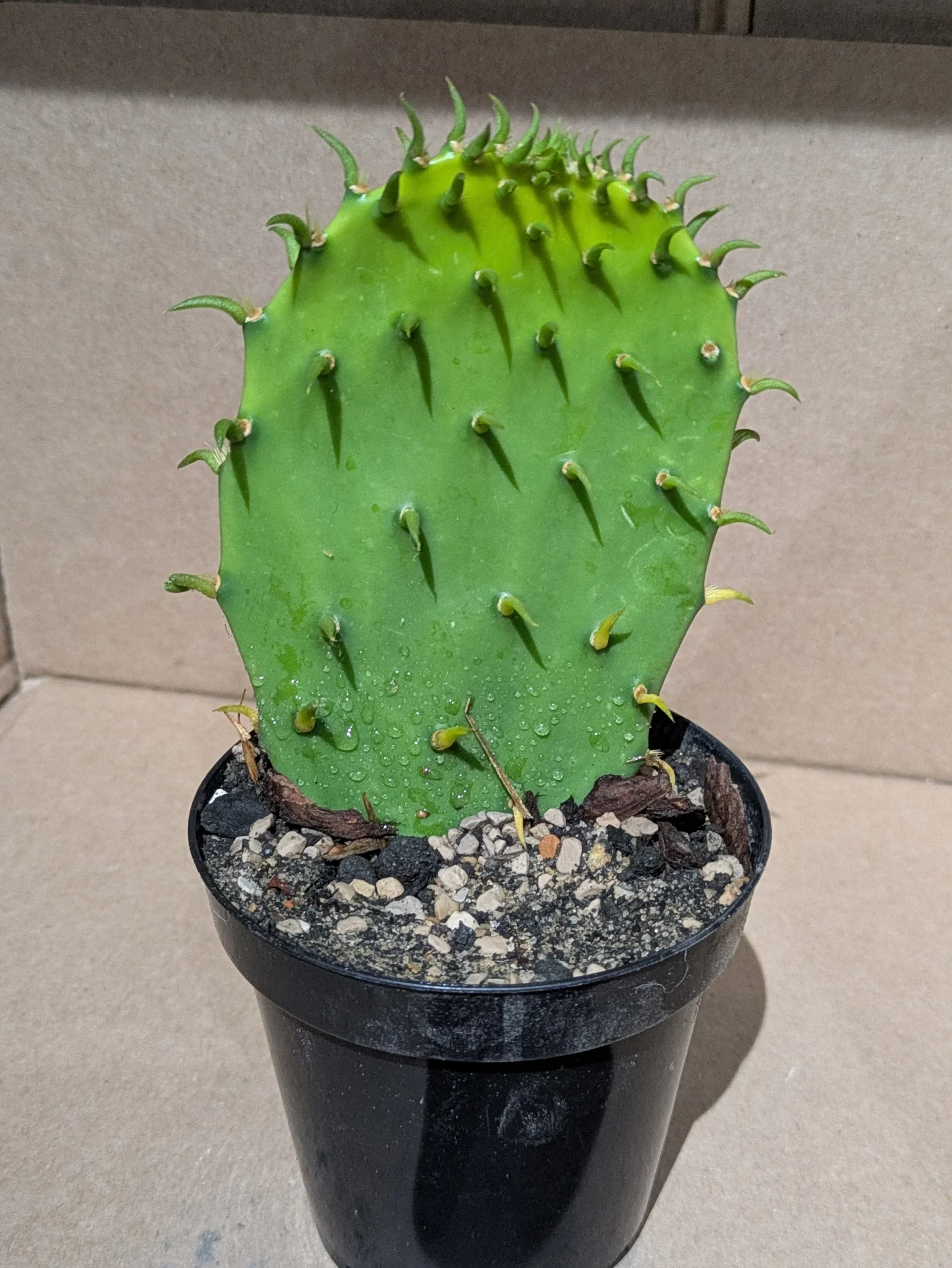 Rick's Grand Pricks - Potted - Image 2