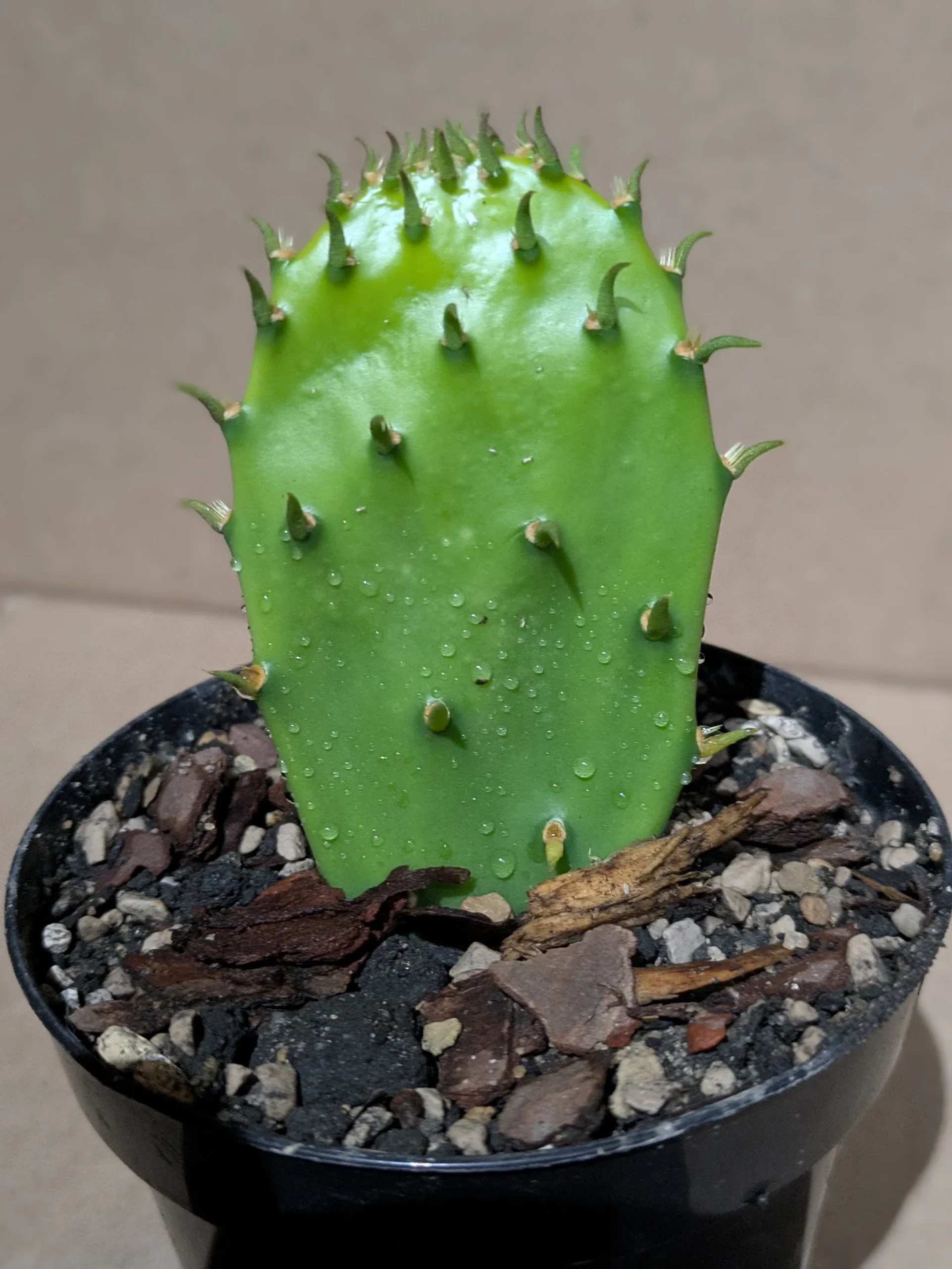 Rick's Grand Pricks - Potted - Image 5