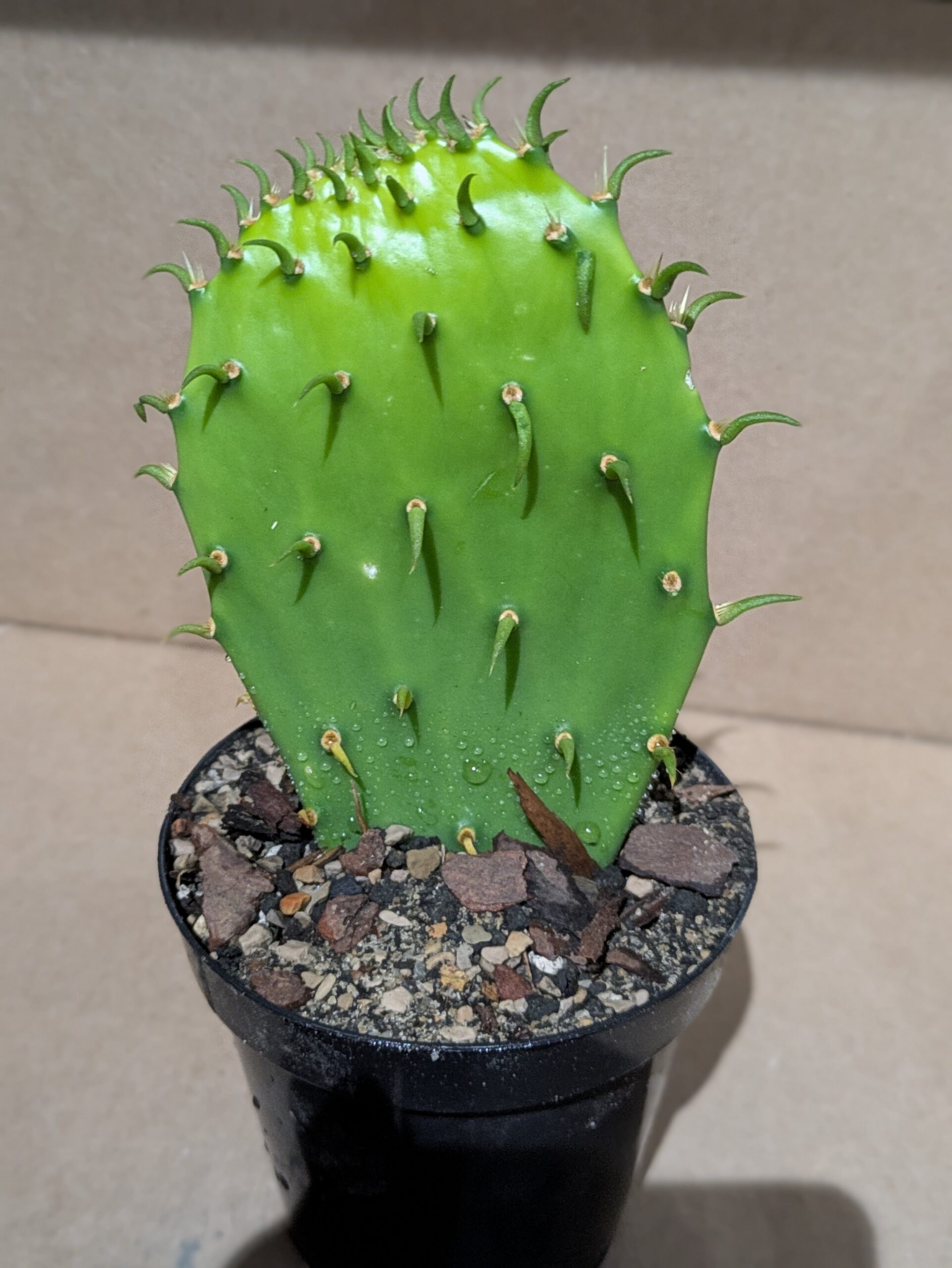 Rick's Grand Pricks - Potted - Image 4