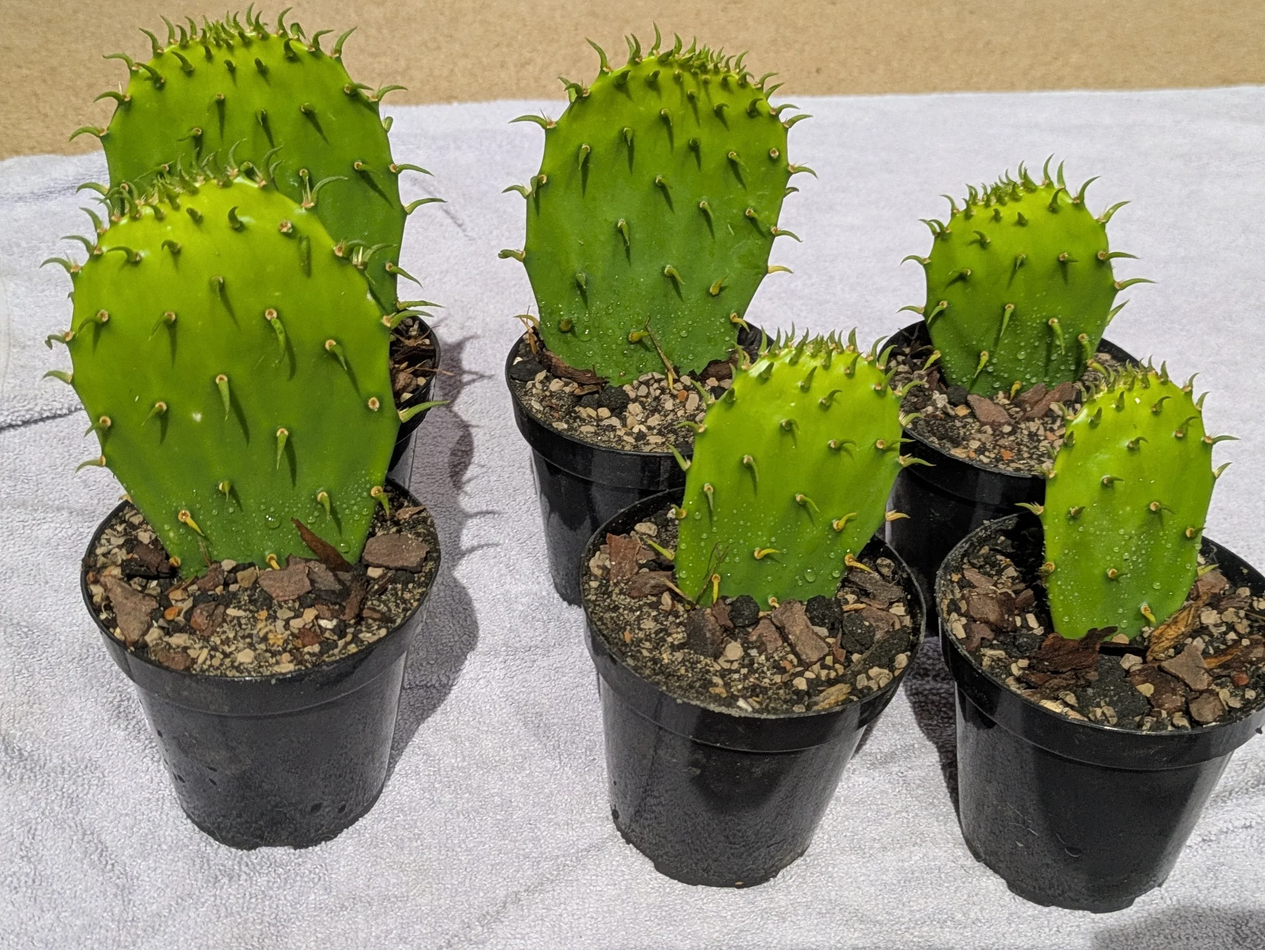 Rick's Grand Pricks - Potted - Image 7