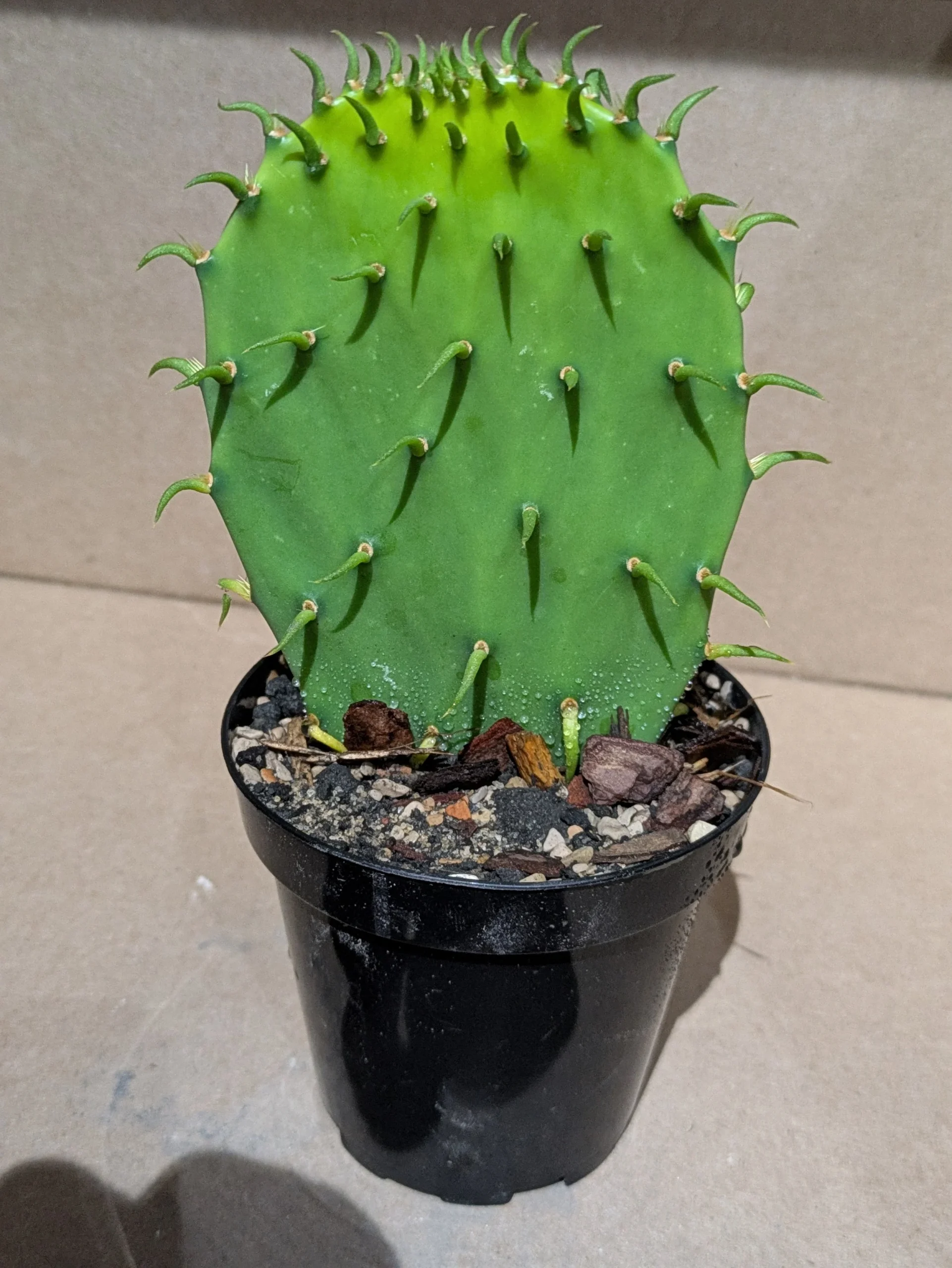 Rick's Grand Pricks - Potted