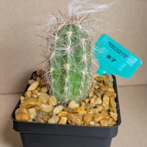 Old Man of the Andes Live Woolly White Hair Column Cactus Rick's Pricks