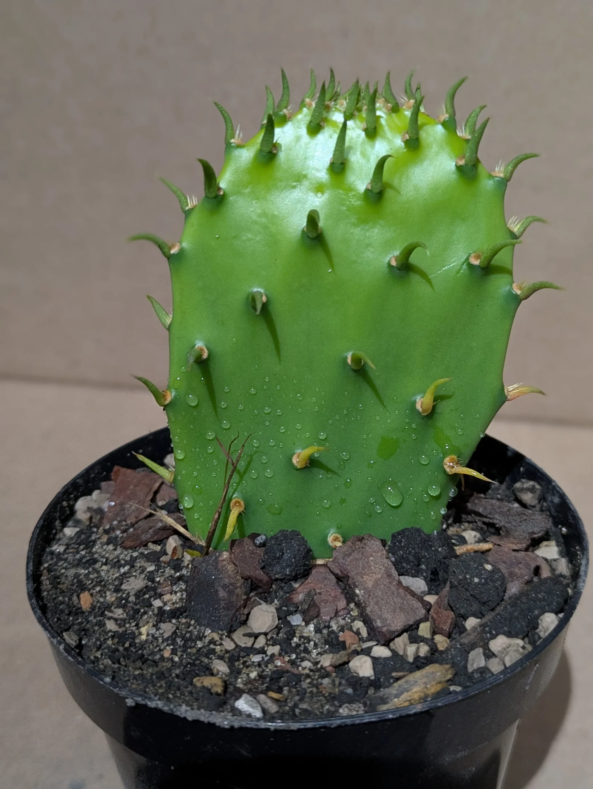 Rick's Grand Pricks - Potted - Image 6