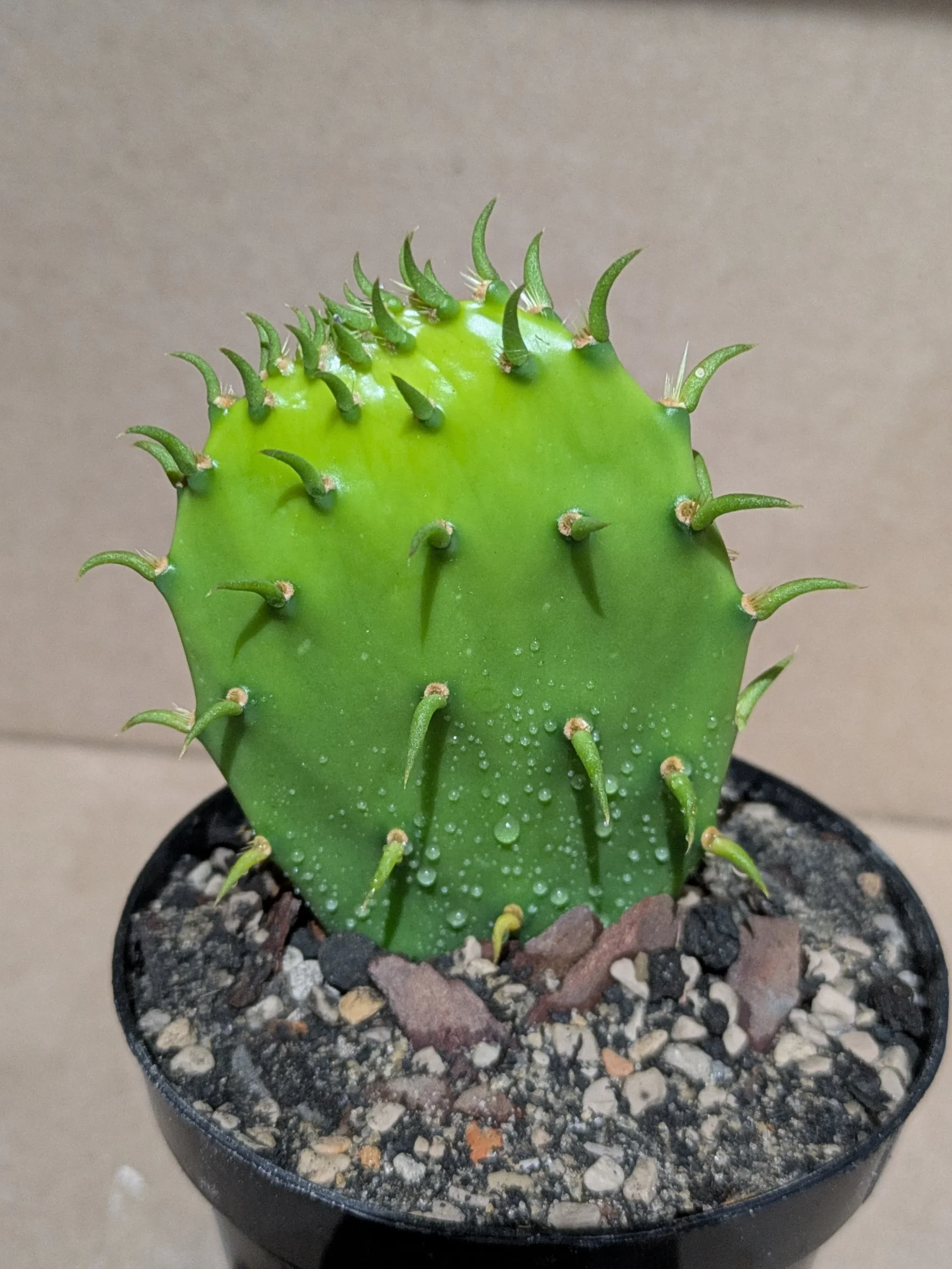 Rick's Grand Pricks - Potted - Image 3