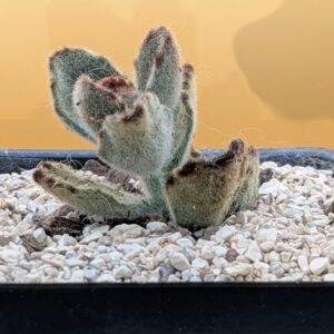 Kalanchoe tomentosa Live Teddy Bear Fuzzy Velvet Leaf Succulent Plant Rick's Pricks