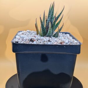 Haworthia Concolor Live Speckled White Dotted Rosette Succulent Plant Rick's Pricks