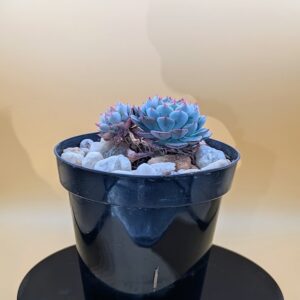 Echeveria Minima Live Mini Echeveria Compact Clustering Blue Green Succulent Plant Rick's Pricks