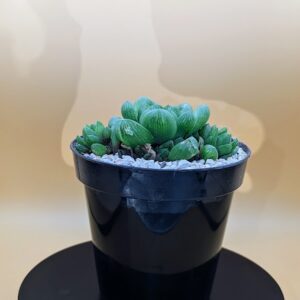 Haworthia obtusa Live Cushion Aloe Translucent Window Leaf Succulent Plant Rick's Pricks