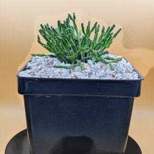 Hatiora salicornioides Live Dancing Bones Segmented Bottle Stem Cactus Plant Rick's Pricks