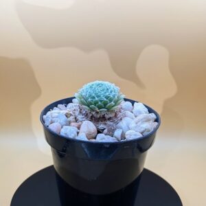 Sempervivum arachnoideum Live Cobweb Hens and Chickens Webbed Rosette Succulent Plant Rick's Pricks