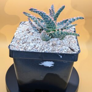 Aloe - Lost Tag Live Mystery Architectural Rosette Succulent Plant Rick's Prick