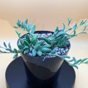 Senecio radicans Live String of Bananas Cascading Trailing Succulent Plant Rick's Pricks