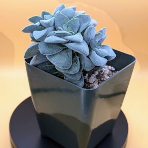 Crassula Springtime Live Silver Springtime Stacked Pink Flowering Succulent Plant Rick's Pricks