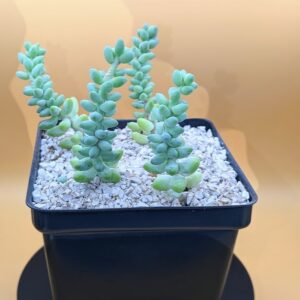 Burro's Tail Live Sedum morganianum Cascading Trailing Blue Green Succulent Plant Rick's Pricks