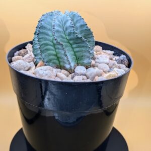 Euphorbia Ice Storm Live White Pale Architectural Succulent Plant Rick's Pricks