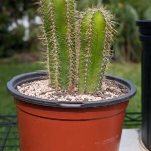 Stenocereus dumortieri Live Candelabra Columnar Cactus Plant Rick's Pricks