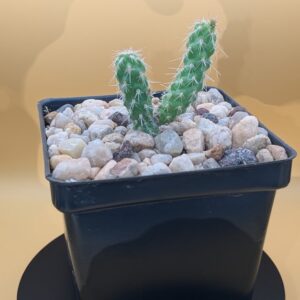 Cylindropuntia frustulenta Live Dwarf Cholla Compact Spined Cactus Plant Rick's Pricks