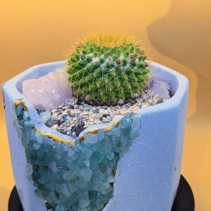 Golden Flowered Pincushion Cactus Live Plant in Gemstone Planter with Crystals Rick's Pricks