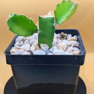 Live Young Dragon Fruit Plant Selenicereus undatus Vining Subtropical Cactus Rick's Pricks