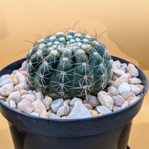 Notocactus uebelmannianus Live Parodia uebelmanniana Glossy Green Wine Red Flowering Cactus Plant Rick's Pricks