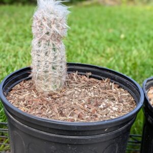 Old Man of the Andes Live Woolly White Hair Column Cactus Rick's Pricks