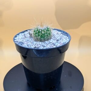 Parodia leninghausii Live Golden Crown Shimmering Yellow Spined Cactus Plant Rick's Pricks