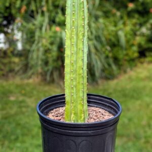 San Pedro Dave Turner Live Trichocereus pachanoi Columnar Cactus Plant Rick's Pricks