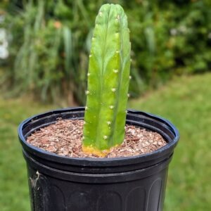 Live San Pedro Cactus Trichocereus pachanoi Columnar Desert Plant Rick's Pricks