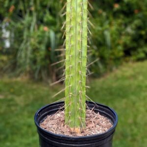 Live San Pedro Lumberjack Trichocereus Columnar Cactus Plant Rick's Pricks