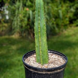 Live San Pedro Lost Tag Trichocereus Mystery Columnar Cactus Plant Rick's Pricks