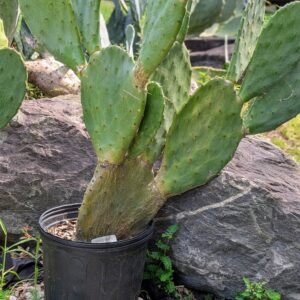Rick's Kids Live Rooted Erect Prickly Pear Cactus Cutting in 2 Gallon Pot Rick's Pricks