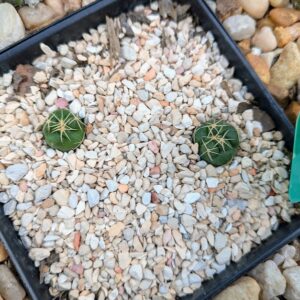 Gymnocalycium horstii Live Chin Cactus Glossy Green Spherical Plant Rick's Pricks