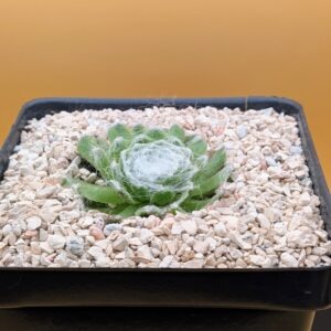 Sempervivum arachnoideum Live Cobweb Houseleek Webbed Rosette Succulent Plant Rick's Pricks