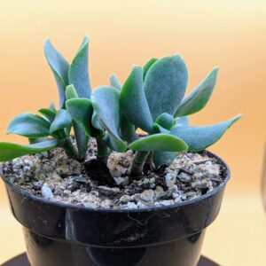 Live Ripple Jade Crassula arborescens Undulatifolia Wavy Leaf Succulent Plant Rick's Pricks