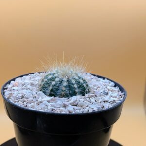 Parodia magnifica Live Ball Cactus Blue Green Golden Spined Plant Rick's Pricks