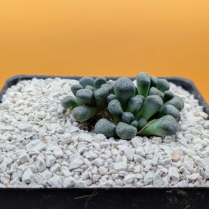 Aloinopsis schooneesii Live Living Stone Succulent Pebble Leaf Plant Rick's Pricks