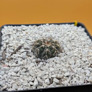 Gymnocalycium occultum Live Chin Cactus Dark Bronze Flattened Spherical Plant Rick's Pricks