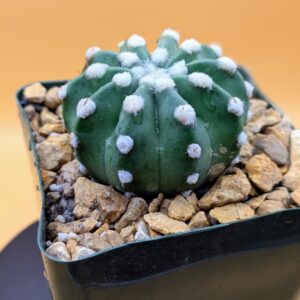 Domino Cactus Live Echinopsis subdenudata Fuzzy Navel White Tufted Plant Rick's Pricks